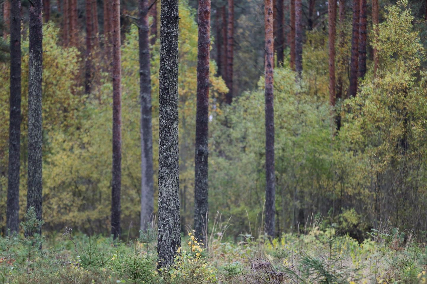 Parim metsamajandaja kuulutatakse välja järgmise nädala lõpul Pärnus kogu pere metsapäeval.