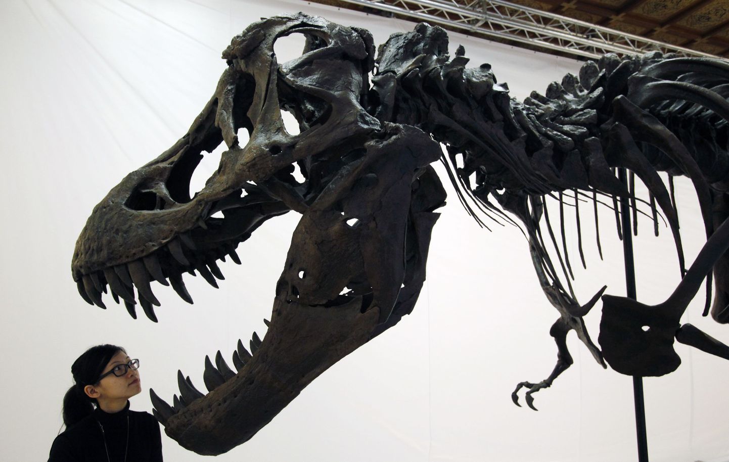 Paleotermomeeter aitab mõõta hiidsisalike kehatemperatuuri. Fotol Tyrannosaurus rex`i jäänused