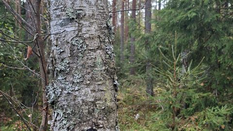 Musta pässiku buum vaibus: metsaomanikud küsivad, millal saak tuleb?
