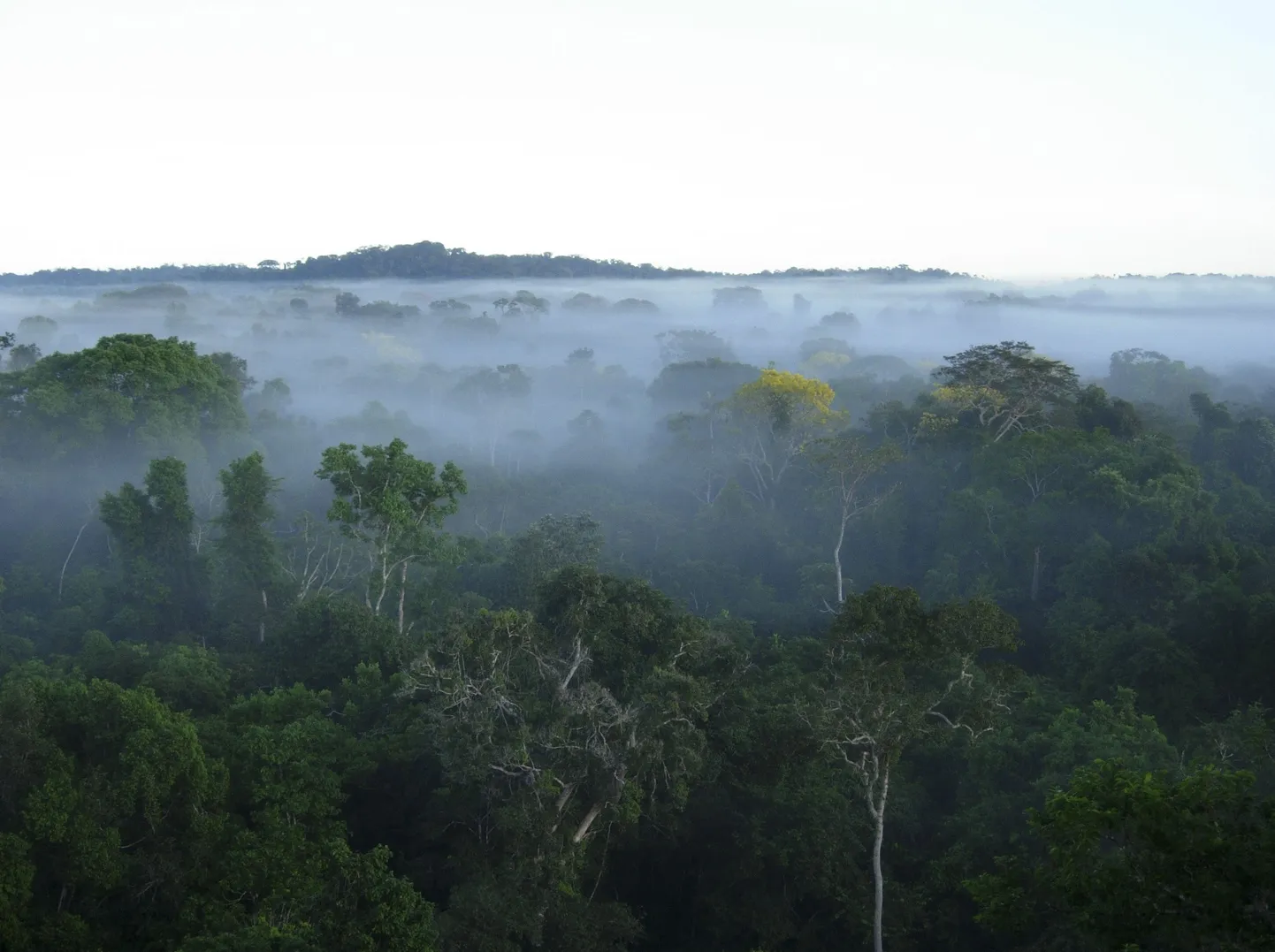 Suur osa Amazonase vihmametsade kohal hõljuvate pilvede veest on puude enda toodetud, selgub värskest teadusuuringust.