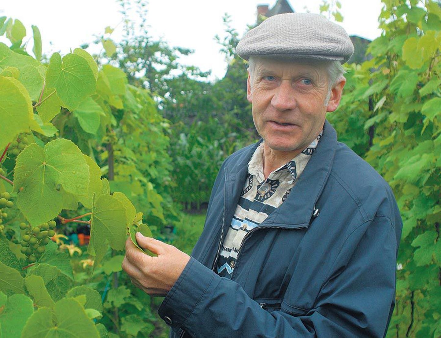 Räpina aianduskooli õppejõud Jaan Kivistik ütleb, et Eestis saab erinevalt lõunamaadest viinamarju kasvatada peaaegu ilma keemilisi taimekaitsevahendeid kasutamata, sest siin pole sedavõrd rohkesti haigusi ega kahjureid.