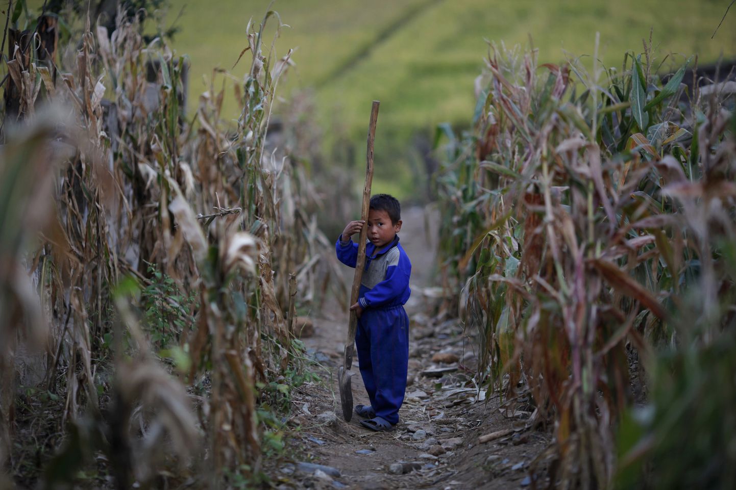 Põhja-Korea poiss koos suure labidaga maisipõllul