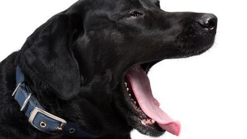 Вопрос ветеринару: почему собака грызет свои лапы?