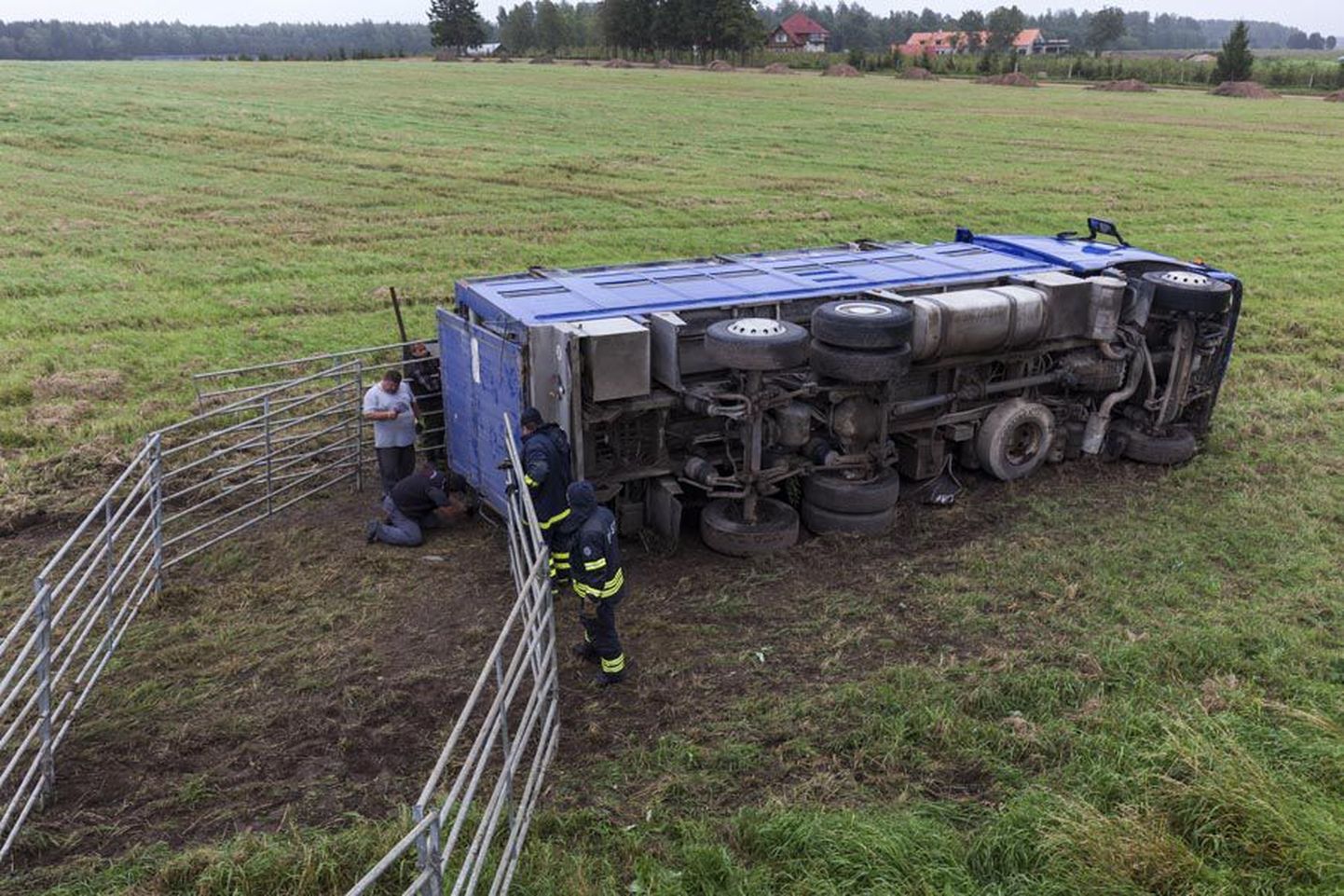 Teisipäeval ei tulnud Eestist Lätti teel olev veokijuht oma sõiduki ohjamisega toime ning sõitis kraavi koos viieteistkümne 450–600-kilogrammise pulliga.