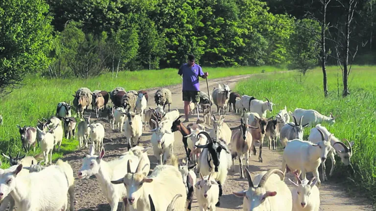 Александр Кононов выводит коз на пастбище на своей ферме в Житомирской области.