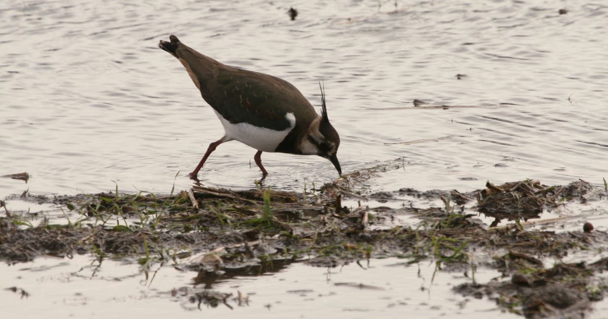 LOODUSKALENDER Esimesed rändlinnud juba saabuvad