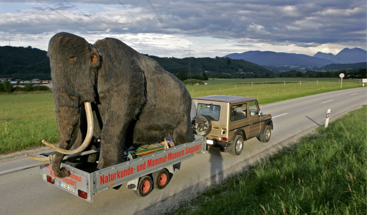 Mammutikuju transportimine