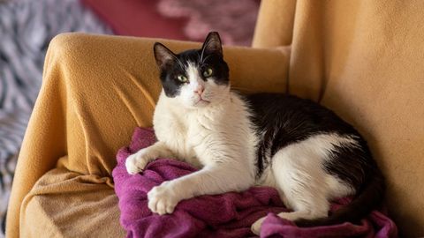 Üllatav kujutis kassi kasukal naerutab netirahvast: kas see on tema endine pruut?