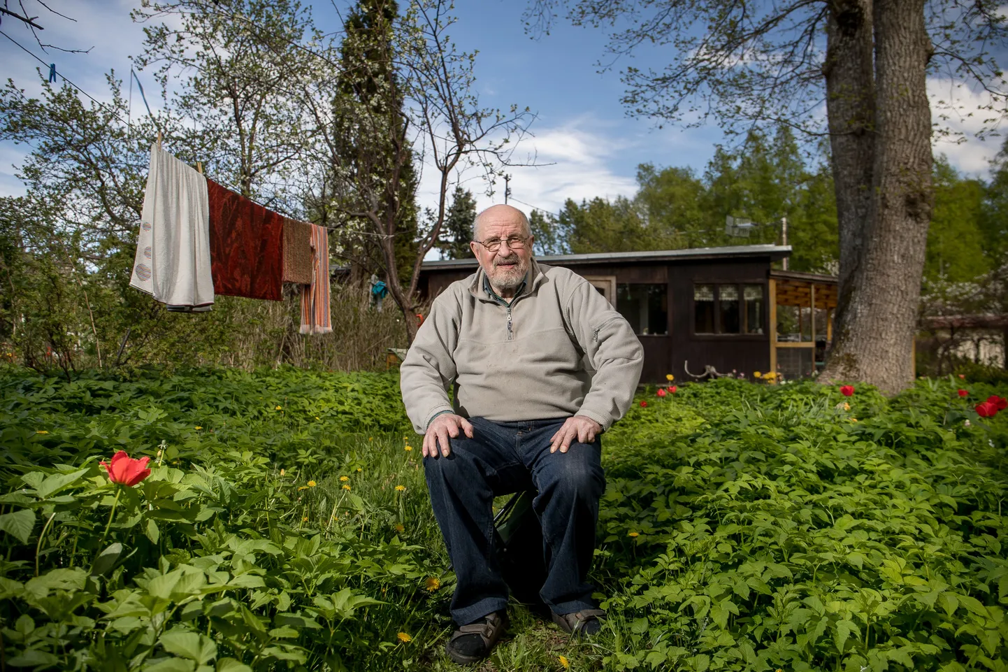 Kirjanik ja Postimehe endine arvamustoimetaja Teet Kallas oma suvekodus Harjumaal Keila vallas Laulasmaal. Veel mõni aasta tagasi kasvatas ta aiamaal ligi seitsesada sorti tulpe. Nüüd on kõik naatide all. «Ei jaksanud enam. Ja polnud motivatsiooni,» põhjendab Kallas lillekasvatusest loobumist.