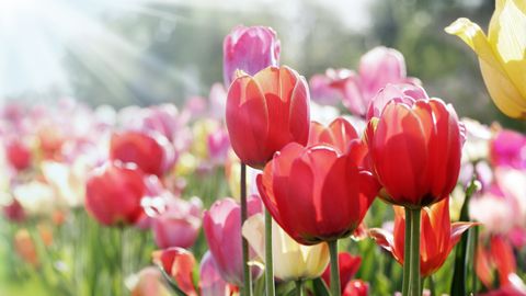 Советы экспертов по садоводству: самые стойкие весенние цветы