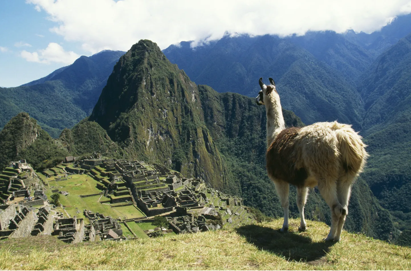 Machu Picchu