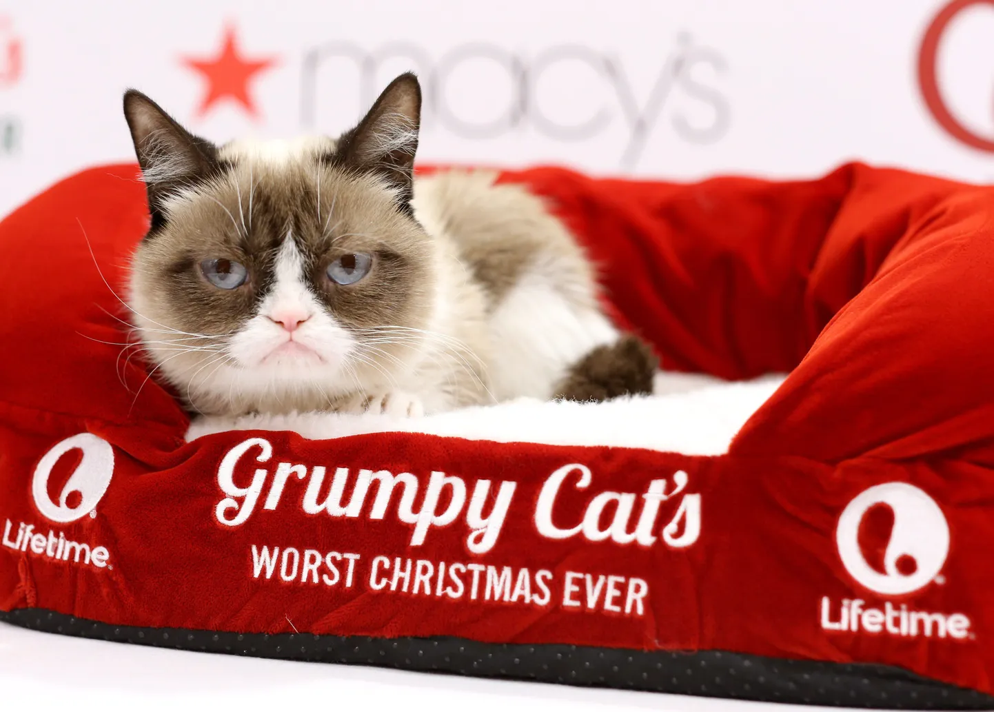 Grumpy Cat, õige nimega Tardar Sauce