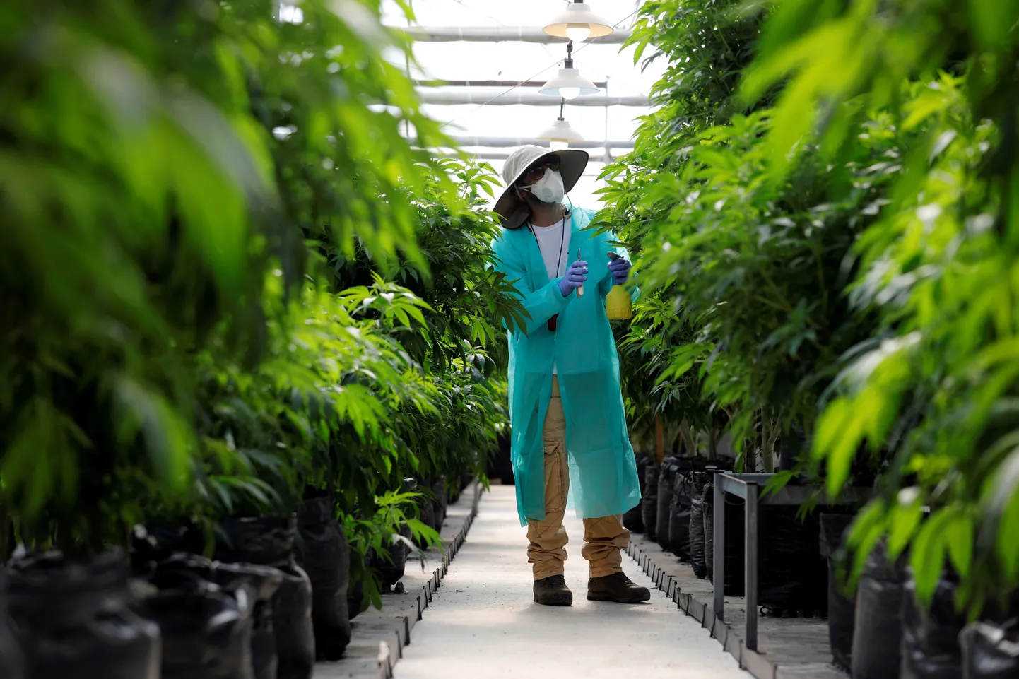 Töötaja kandmas hoolt Põhja-Iisraelis Pharmocann'i meditsiinilise raviotstarbelise kanepi kasvanduses.