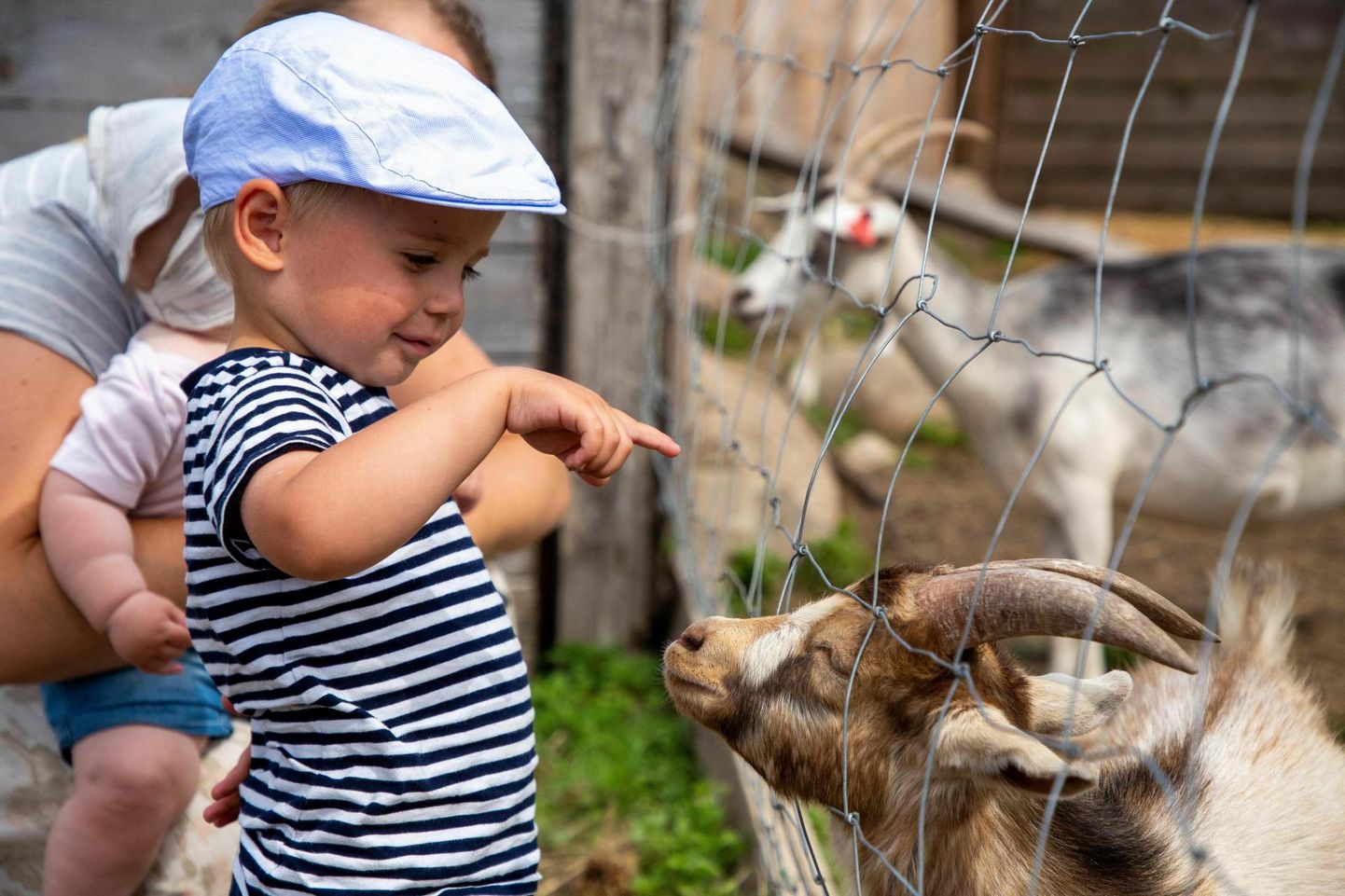 Paljudes taludes saab eriti laste rõõmuks tutvust teha loomade ja lindudega.