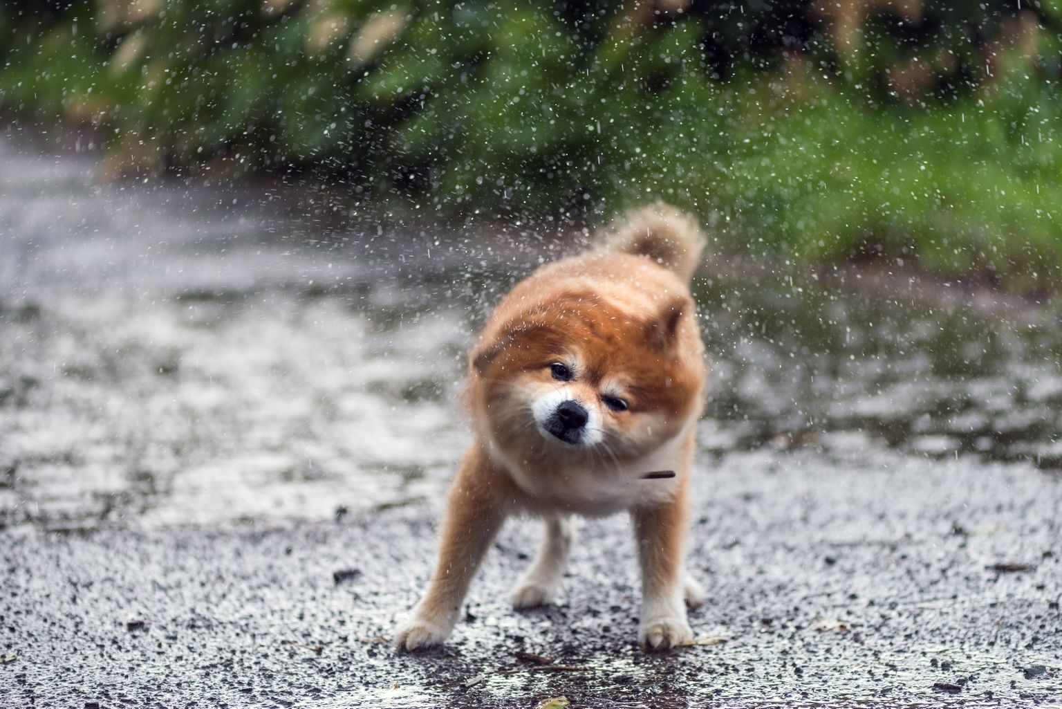 Собака под дождем. Иллюстративное фото