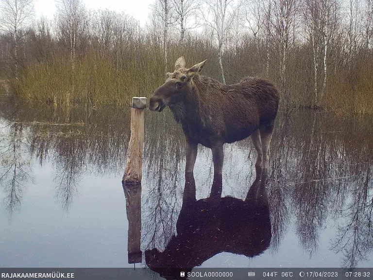 Põder Võnnu jahiseltsi maadel.