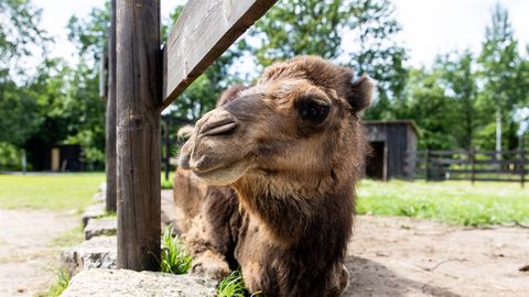 VIDEO: Zoo's Kalle knows exactly how to fix his coat: a regular comb won't do, but a rake will...
