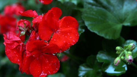 Piektdien gaidāms lietus, vietām arī negaiss