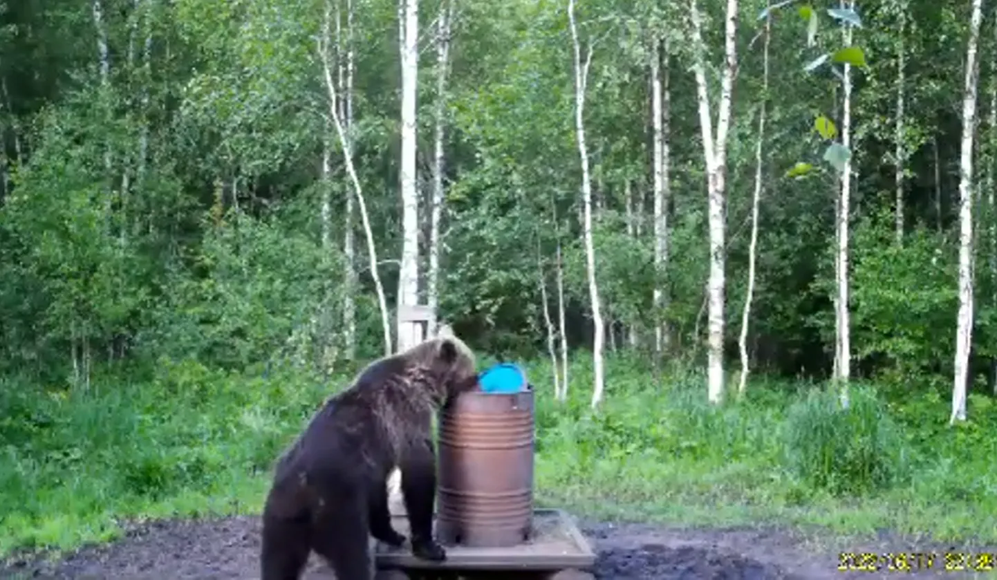 Karu Jõgevamaal.