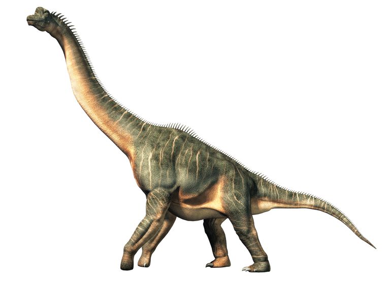 Brachiosaurus.