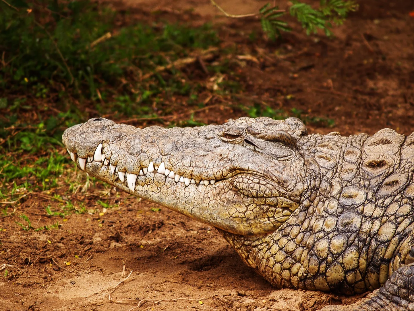 Aligators. Ilustratīvs attēls.