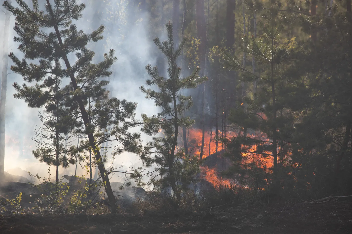 Sultsi külas maastiku- ja metsapõleng. Foto on illustreeriv.