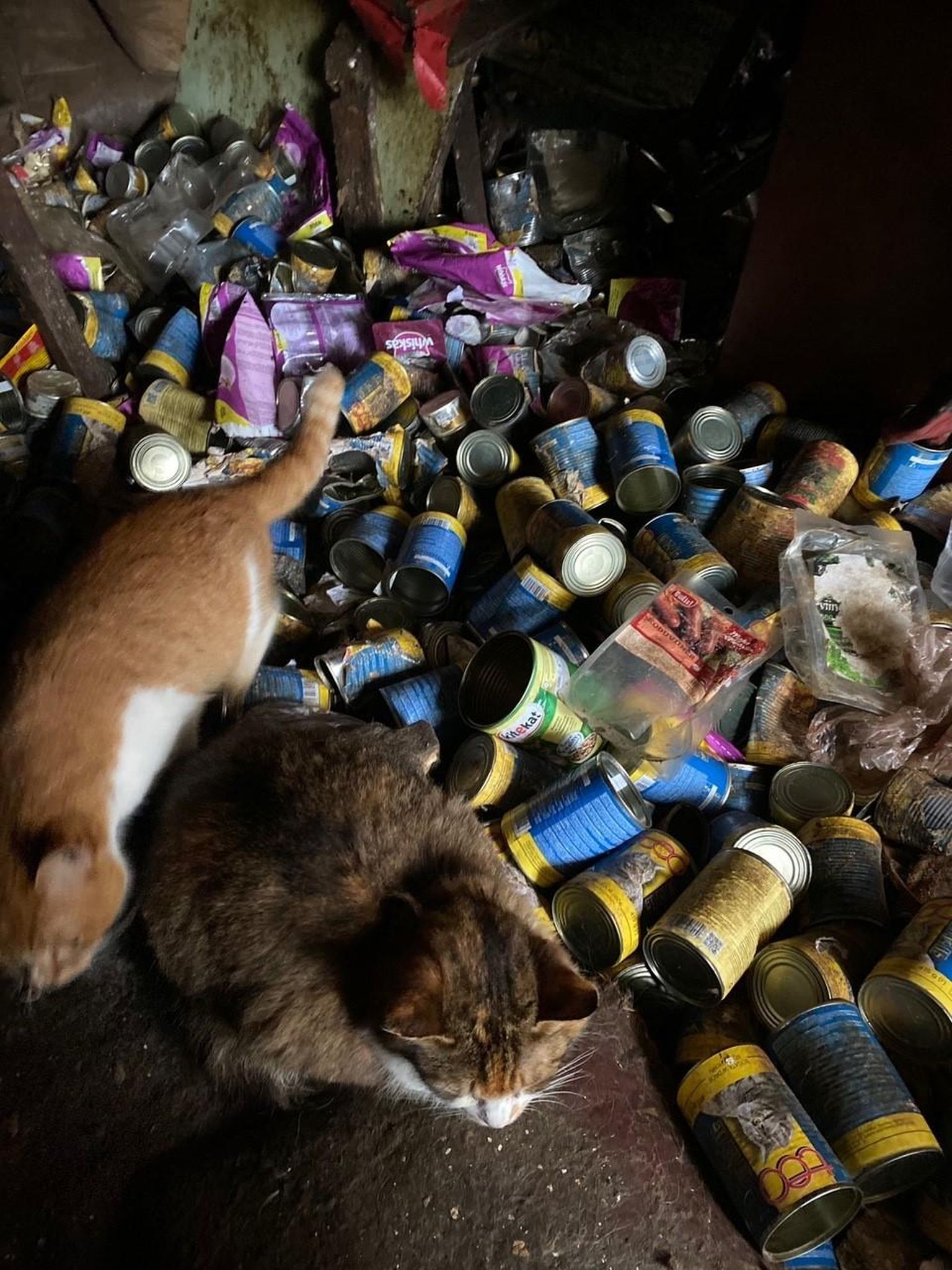 Õudustemajana kirjeldatud hoones elas 20 kassi, kes praeguseks on kõik ära päästetud. Kasside omanik oli pensionärist naine Heldi, kes käis mõned korrad nädalas kasse toitmas.