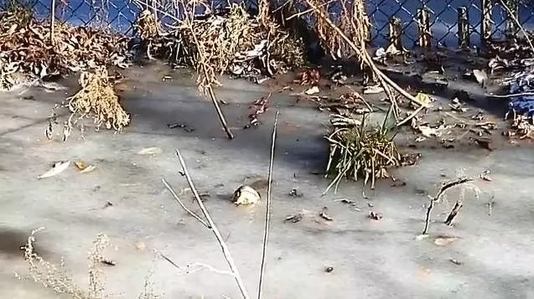 Alligaator jääs