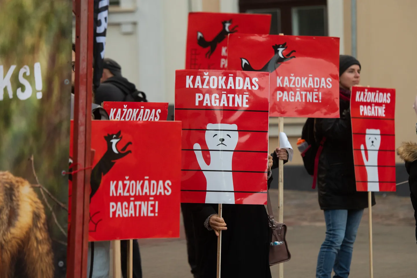 Pikets par kažokzvēru audzēšanas aizliegšanu.