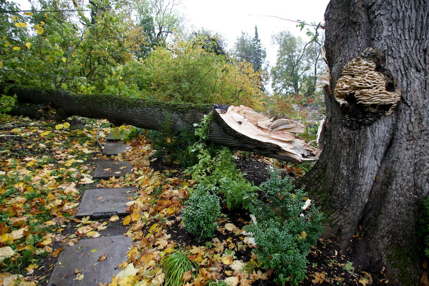 Tartu botaaniakaaias murdus tormiga eakas vahtrapuu.
