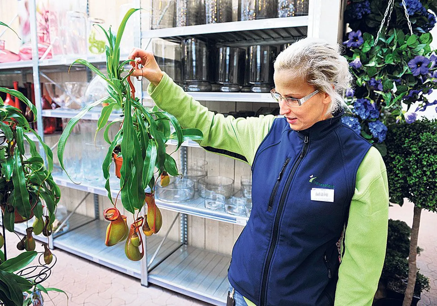 По словам садовника Hansaplant Майе Стейнфельдт, гелиамфора является одним из самых крупных и долгоживущих в условиях Эстонии тропических комнатных растений.