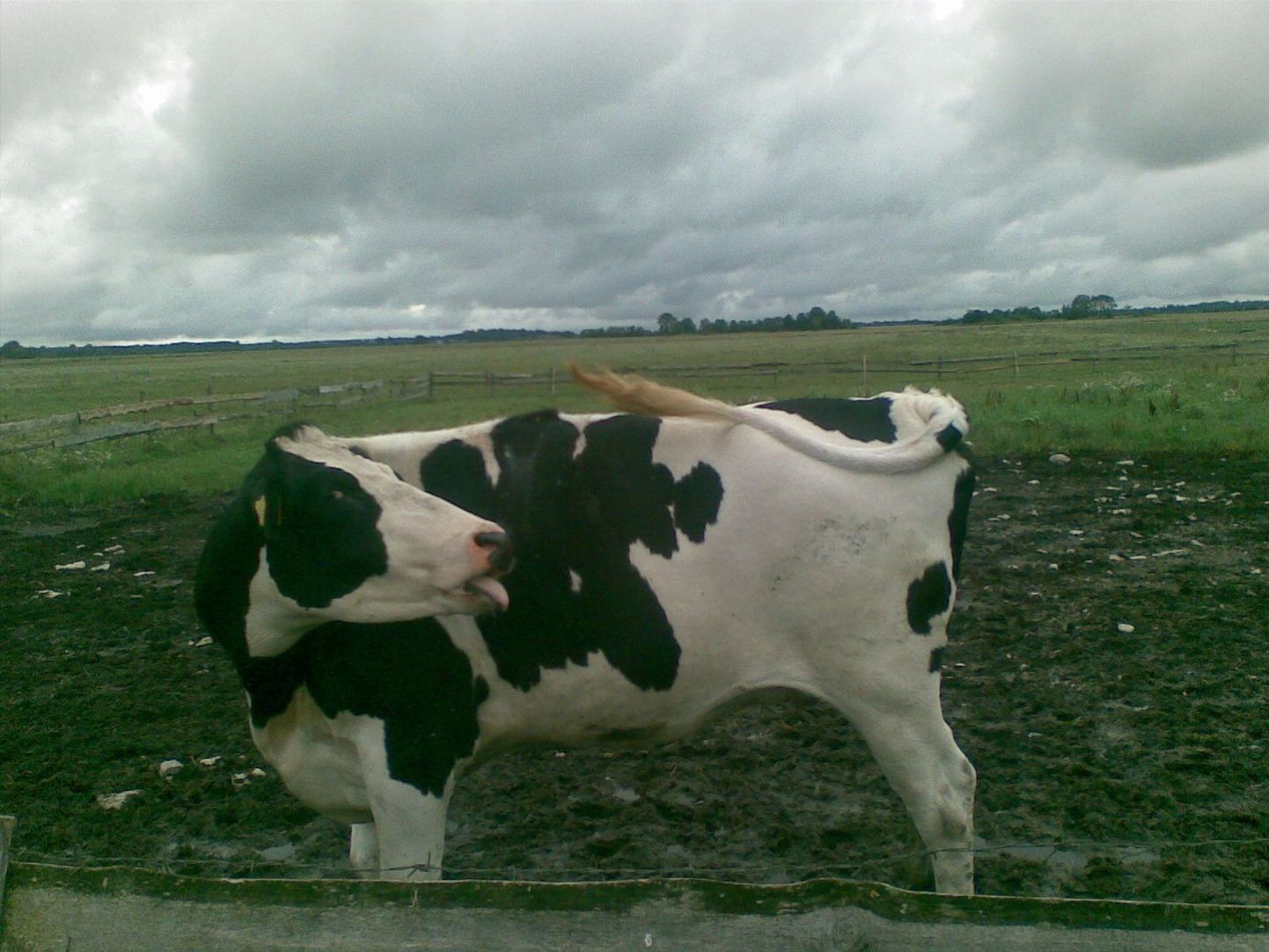 Keelt näitav lehm Ubja karjamaal.
