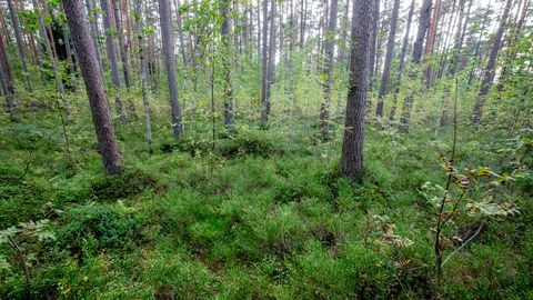 КАКОЕ ЧУДО! ⟩ Удивительная находка ждала жительницу Эстонии в весеннем лесу