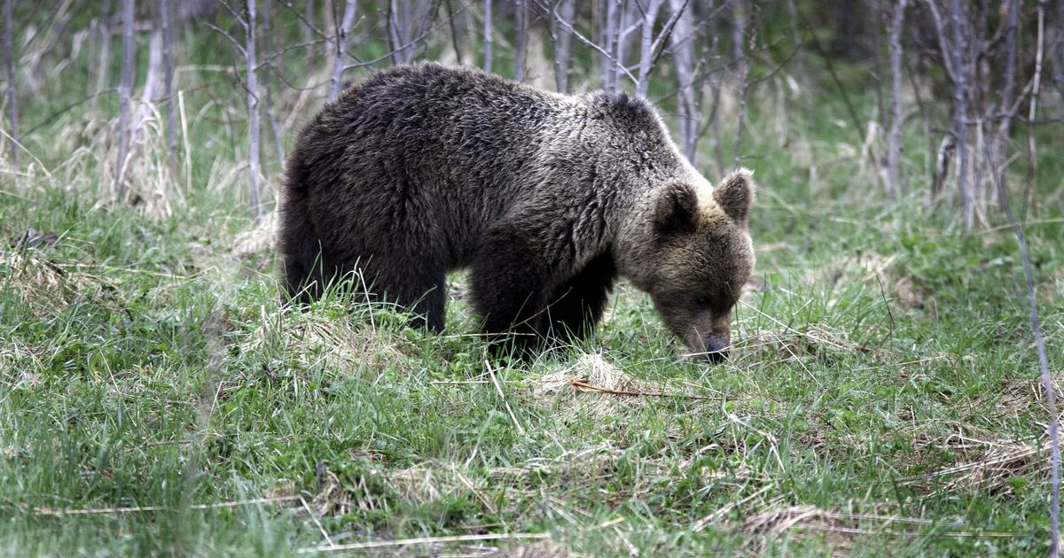 Saaremaa karu ärkas talveunest