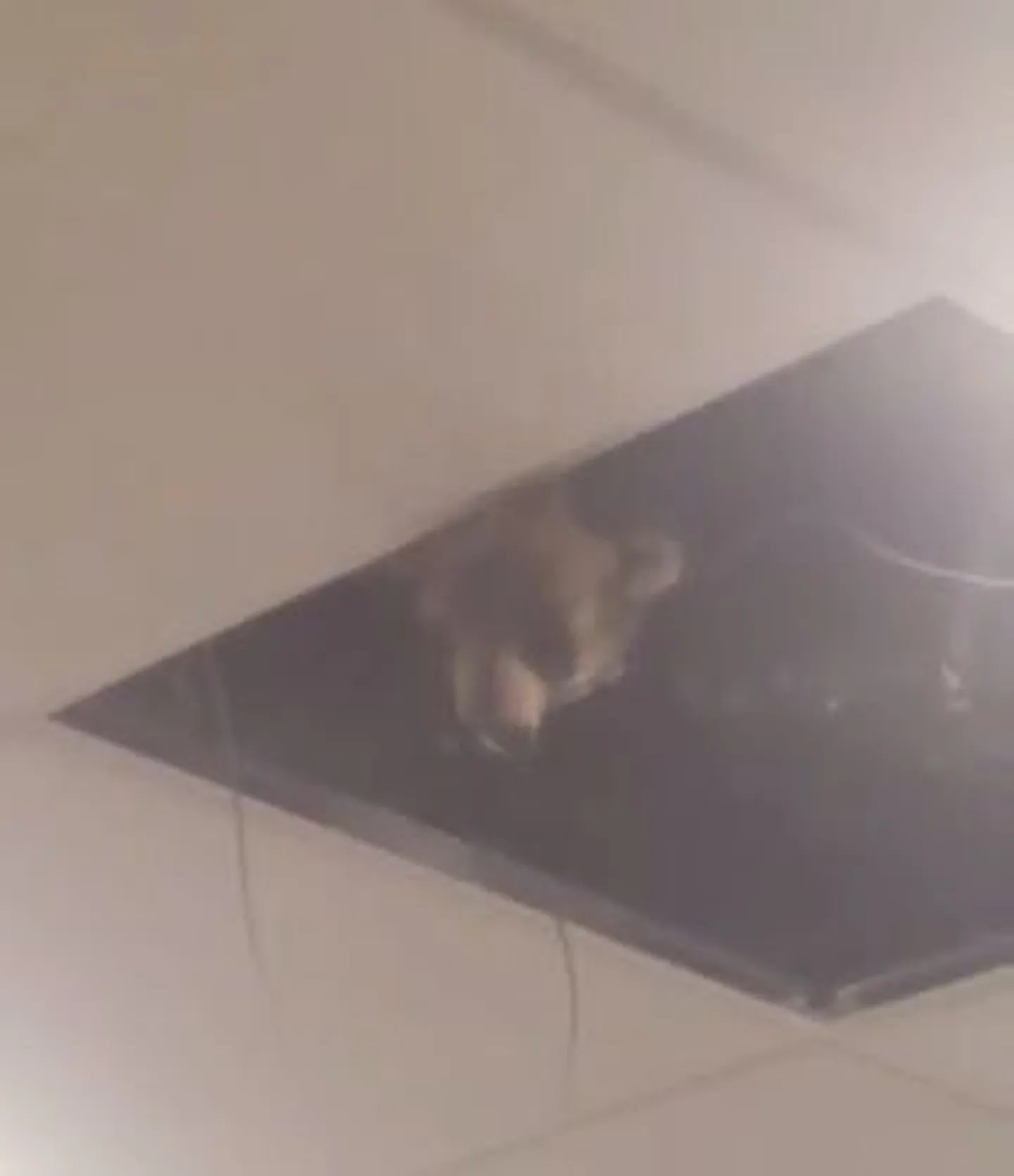 Скриншот с видео.