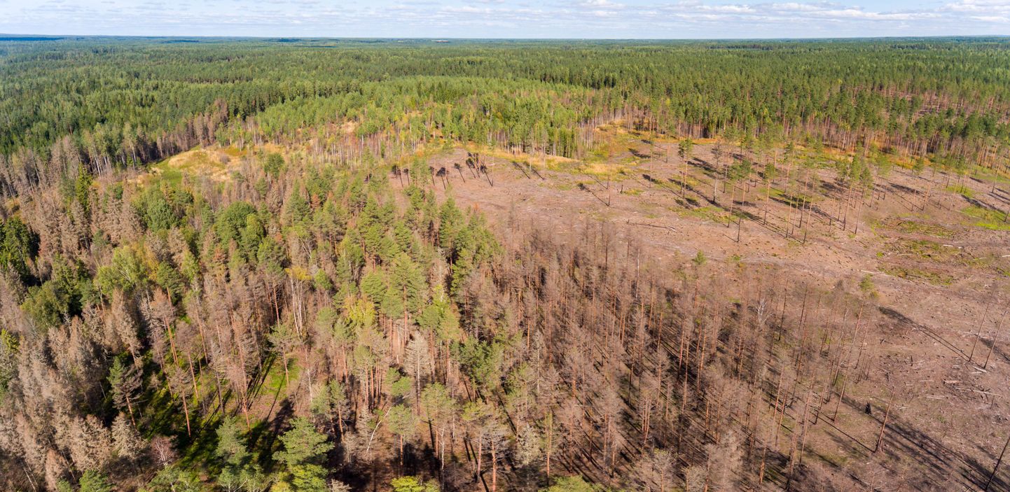 Suur osa põlenud metsast on juba maha võetud, ka oksapraht koristatud ning ootab uuendamist. Tontlikult mõjuvad aga surnud ja veel elumärkidega, kuid tules tugevalt kahjustunud puud.