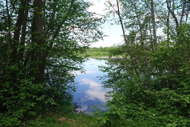 Linnamäe paisjärv ei ole Keskkonnaameti hinnangul sealsete nahkhiirte ainus toitumispaik.