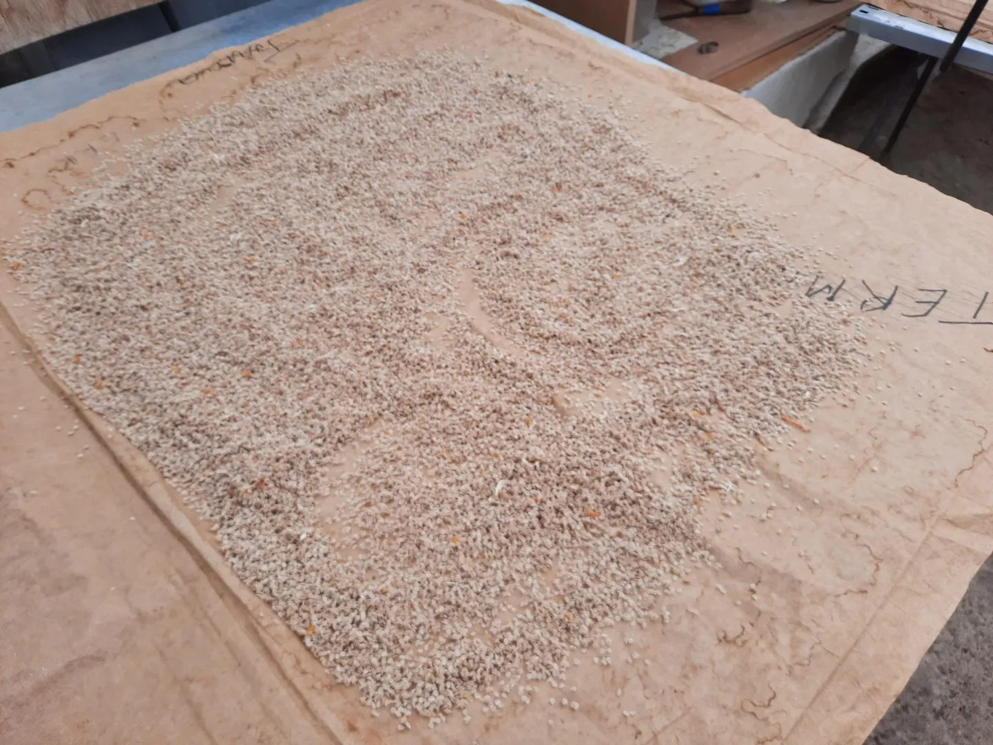 Puhastatud seemned ­peavad ­esmalt ­kuivama.
