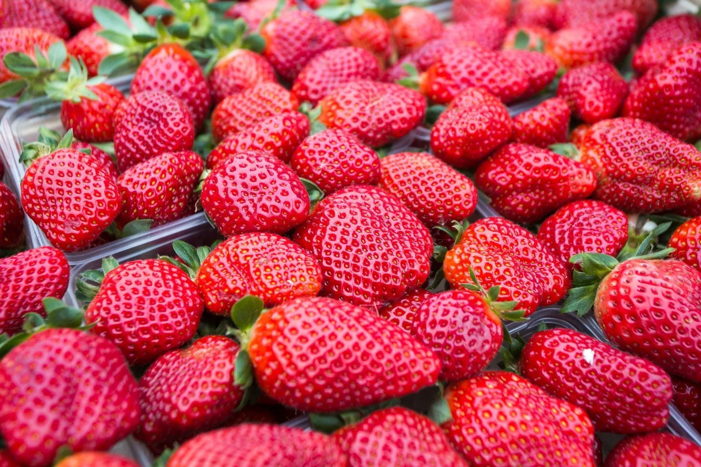 Eelmisel aastal imporditi üle 4900 tonni maasikaid.