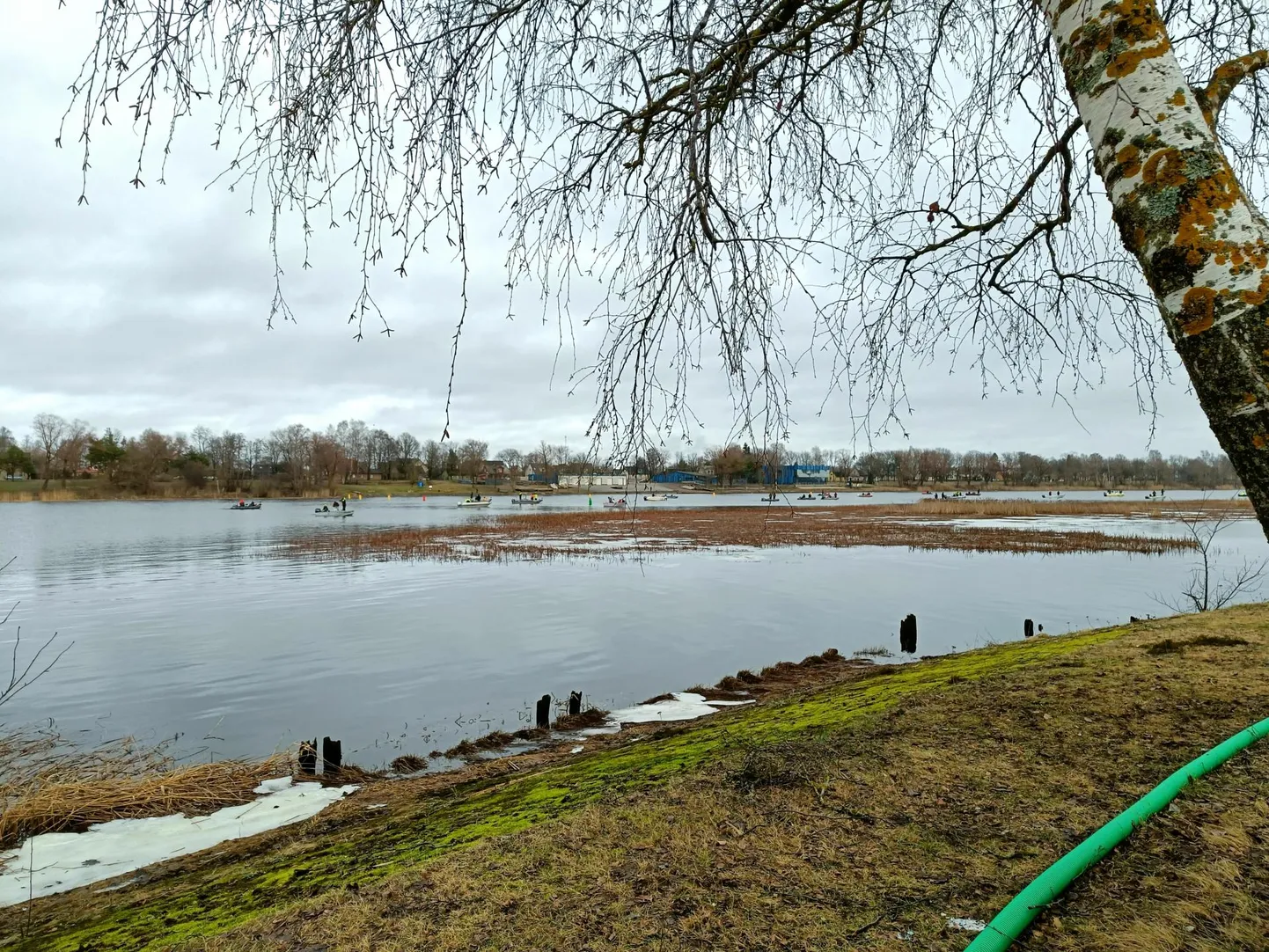 Viimastel aastatel on Pärnu jõe alamjooksule kogunenud rohkesti koha ja ahvenat, mis sinna ka hulgi kalamehi kohale meelitab. Pilt on tehtud jaanuari lõpus.