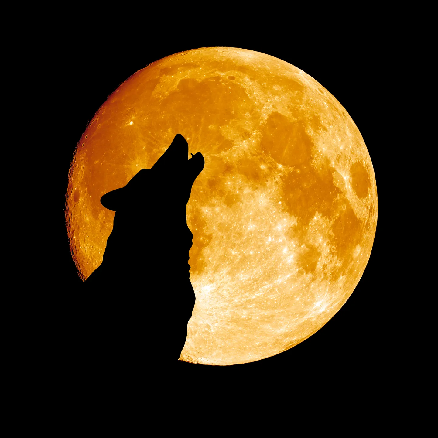 Волчья луна. Полнолуние. Иллюстративное фото.