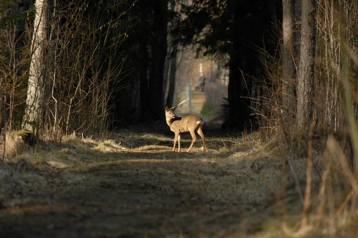 Praegu võib Sõrve metsades näha sellist pilti, millele kaevanduse avamine kriipsu peale tõmbaks.
