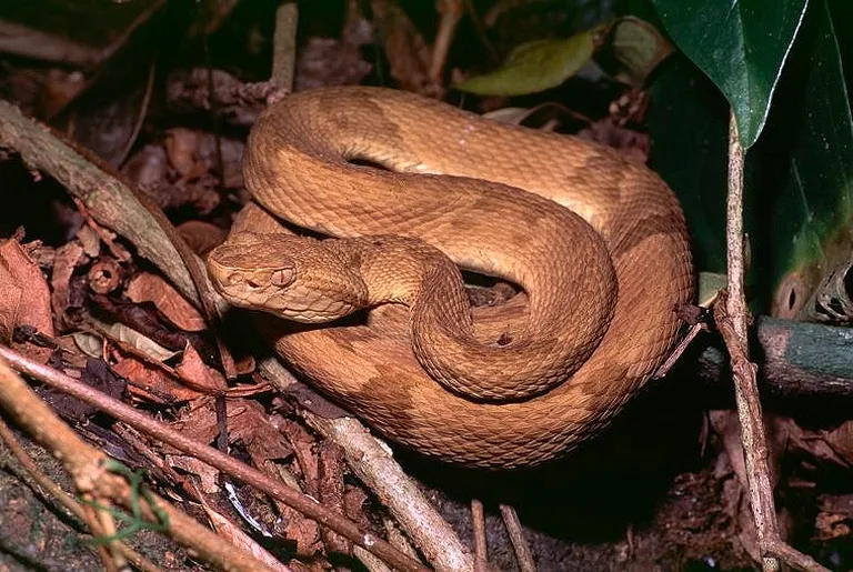 Bothrops insularis