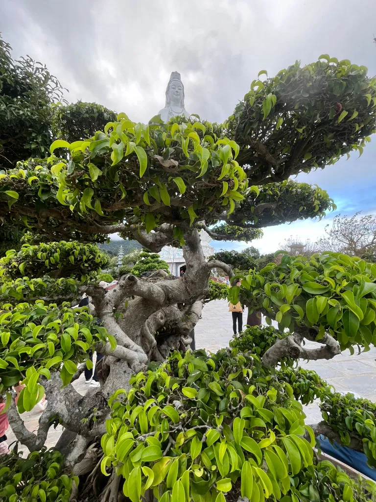 Artikli foto