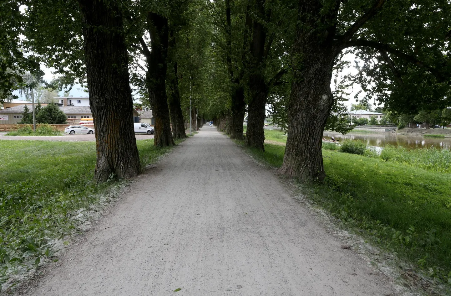 Emajõe äärne papliallee meelitab nii jalakäijaid kui ka kergliiklejaid. Paraku ka hooletuid suitsetajaid.
