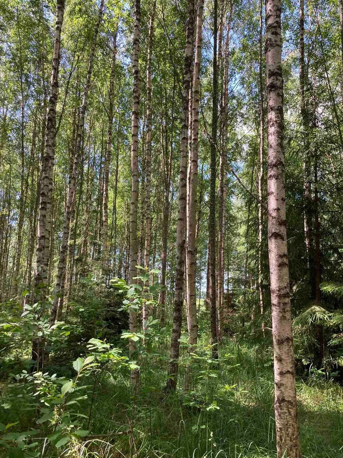 Elustiilitalu pidava Pille Raigi huvi oli metsa säilitada, mitte seda maha võtta, seetõttu otsis ta võimalusi, kuidas metsa säilitades siiski tulu teenida.