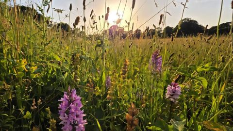 Study: Farmland Can Become Rich Meadow Naturally With Just Annual Mowing
