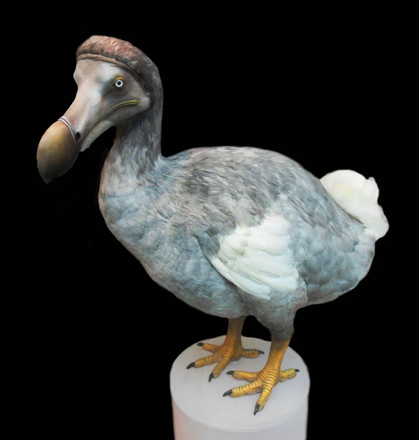 Dodo