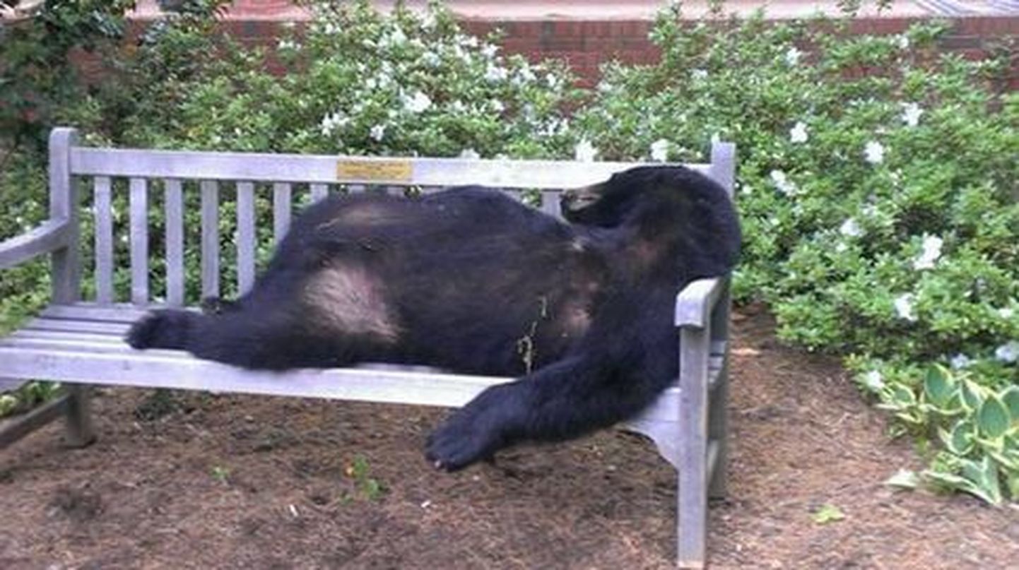 USAs Lõuna-Carolina ülikoolilinnakus leiti eile roheala pingilt lamamas 91 kilogrammi kaalunud surnud mustkaru