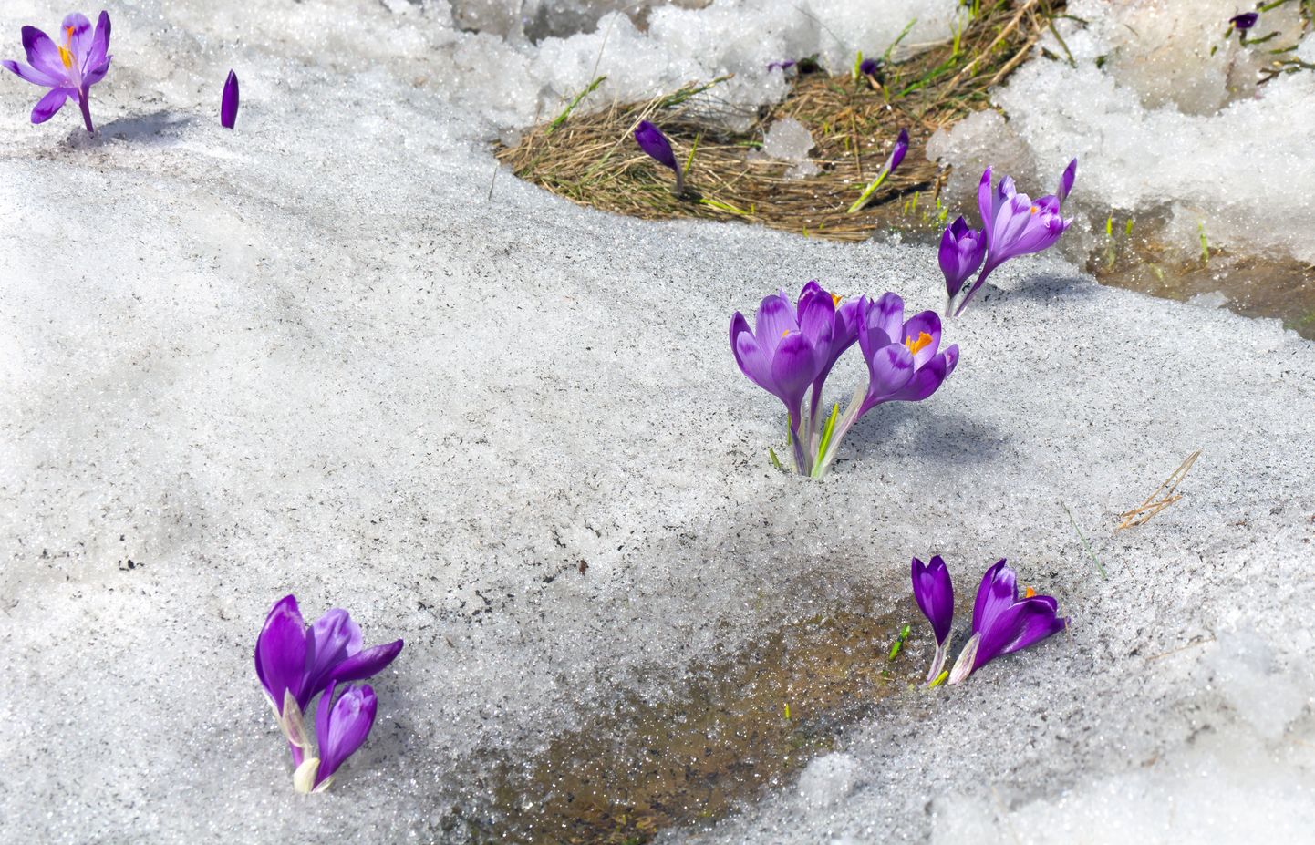 Весна. Иллюстративное фото